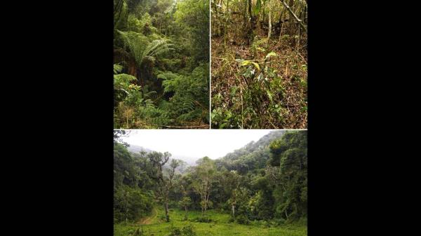 教程辅助“决胜麻将免费挂”(确实是有挂)-知乎