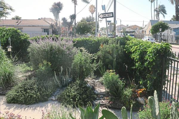 Stephen, Ashley and their newborn daughter Phoenix Reid in the garden they transformed into a native and drought-tolerant habitat with organically grown vegetables, in Watts, California.