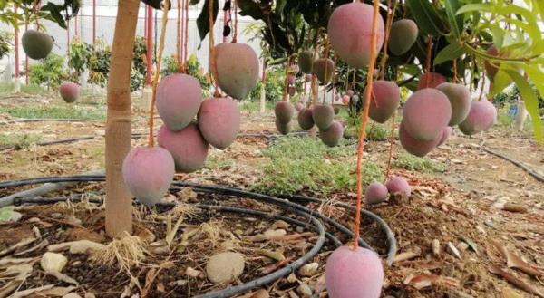 Municipality to promote tropical fruit production