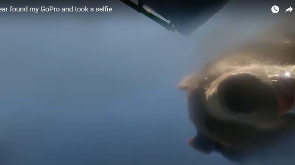 在蒙大拿州，一只灰熊在玩GoPro时在嘴里自拍