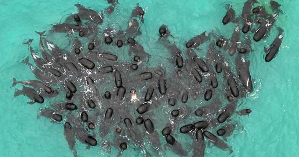 最新教你“麻友圈2怎么控制输赢”详细开挂玩法 最新教你“麻友圈2怎么控制输赢”详细开挂玩法