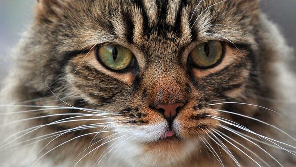 Domestic cats and wildcats started mixing 50 years ago, study suggests