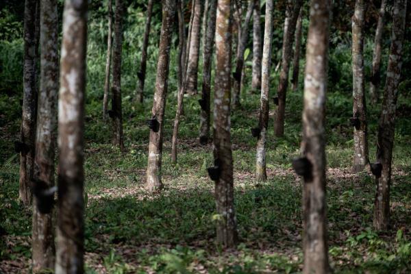 多特蒙德在霍芬海姆获胜后跃居德甲榜首 多特蒙德在霍芬海姆获胜后跃居德甲榜首