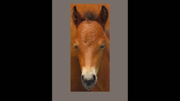 可用版本“微乐山西麻将小程序开挂”开挂(透视)辅助教程 可用版本“微乐山西麻将小程序开挂”开挂(透视)辅助教程