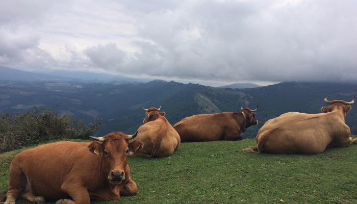 科普知识“永胜联盟牛牛透视挂免费”其实确实有挂