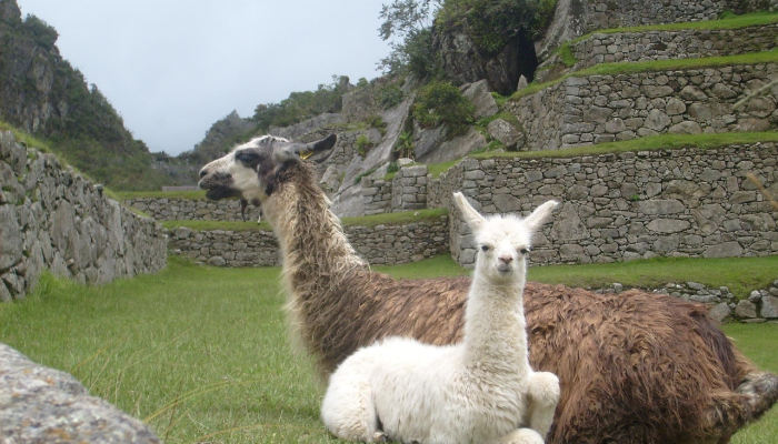 秘鲁发现了一种新物种——铜眼生物,它有着不同寻常的皮肤褶皱看到它 秘鲁发现了一种新物种——铜眼生物,它有着不同寻常的皮肤褶皱看到它