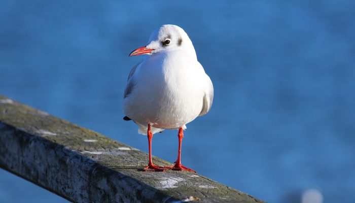 “害羞而难以捉摸的”海洋生物——有着不同寻常的“雪白”颜色——出现在荷兰 “害羞而难以捉摸的”海洋生物——有着不同寻常的“雪白”颜色——出现在荷兰