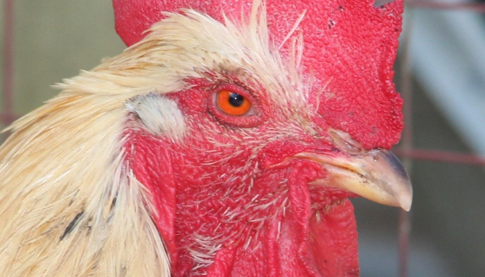 辅助开挂工具“打哈儿麻将开挂方法!详细分享装挂步骤