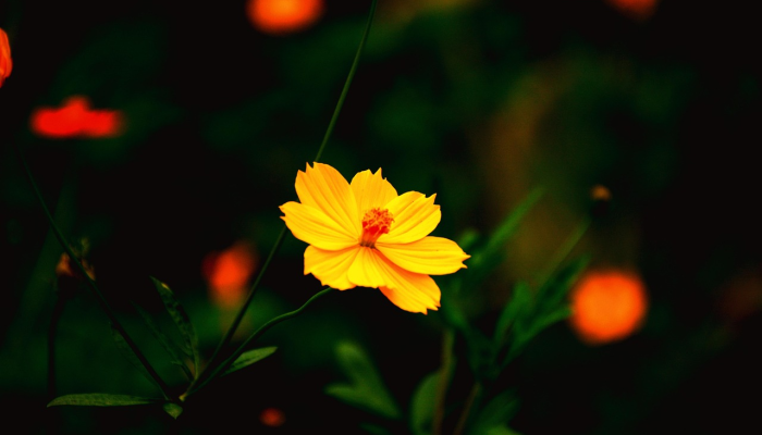 对于你的花来说，“理想”的条件可能并不那么理想