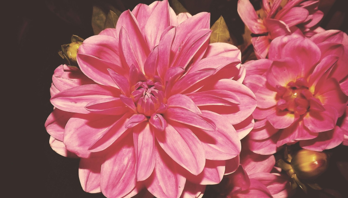 推荐一款“科乐麻将摸宝神器!专业师傅带你一起了解(确实有挂) 推荐一款“科乐麻将摸宝神器!专业师傅带你一起了解(确实有挂)