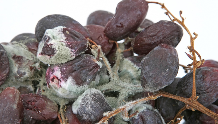 分享干货“多乐跑胡子开挂神器下载免费!专业师傅带你一起了解(确实有挂)