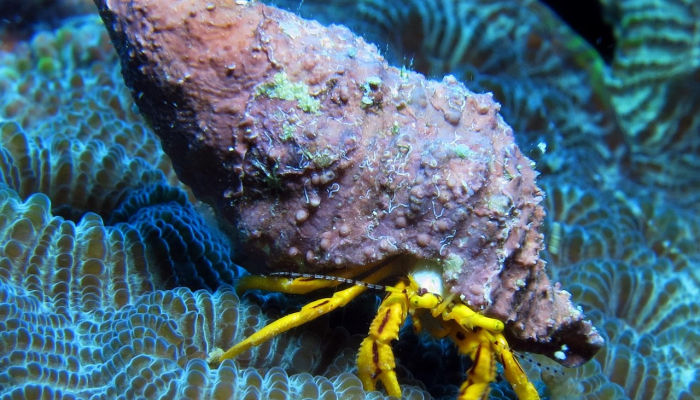 教程辅助“宿松小松麻将是不是有挂”详细教程辅助工具 教程辅助“宿松小松麻将是不是有挂”详细教程辅助工具