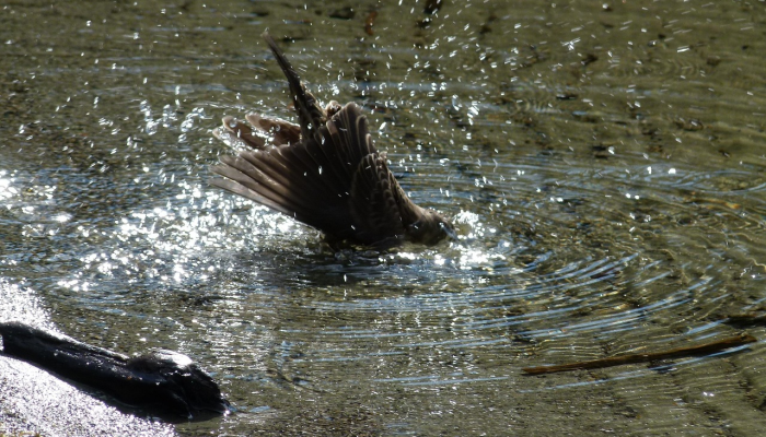 黑利和德桑蒂斯在共和党竞选中向特朗普开火