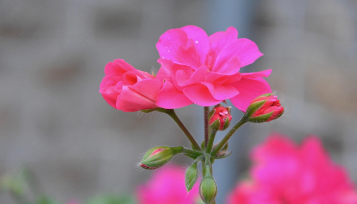 玩家辅助神器:“长虹大厅炸金花有没有挂”详细开挂玩法 玩家辅助神器:“长虹大厅炸金花有没有挂”详细开挂玩法