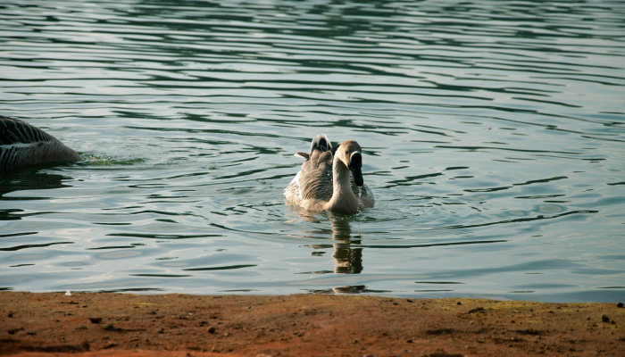 帕加萨：除夕多云，有可能下雨