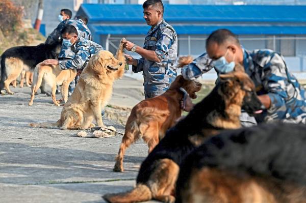 尼泊尔尊重他们的警犬部队