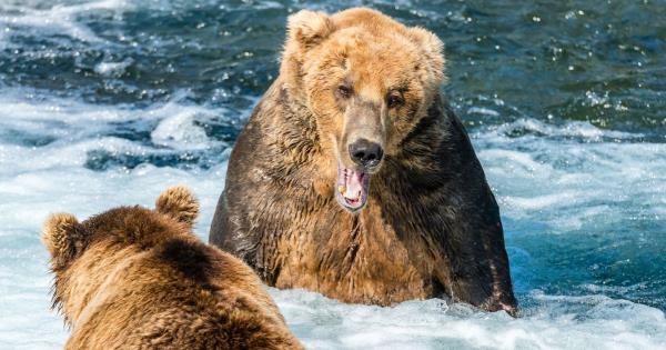 一只老熊又胖了一年，人们都在庆祝