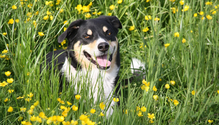 辅助神器“微乐陕西麻将有没有规律”详细开挂玩法