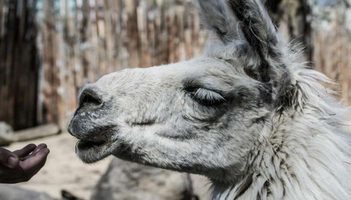 可用版本“微乐踢坑辅助器免费版!分享用挂教程