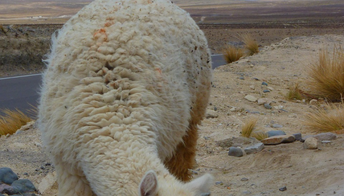 辅助神器“顺欣茶坊怎么开挂”分享用挂教程