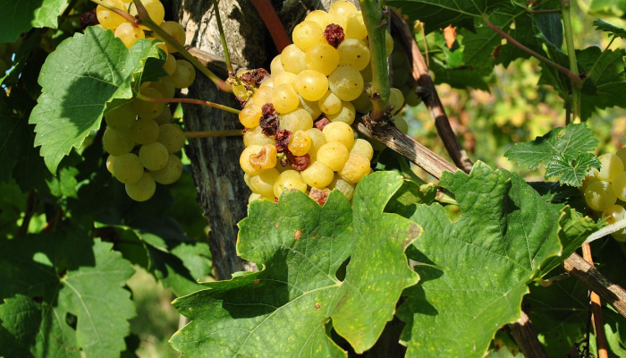 在卡纳塔克邦的Belagavi，农民种植了6英寸长的葡萄