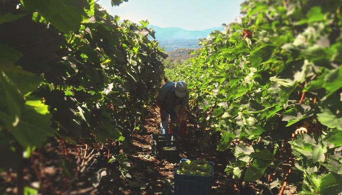 在卡纳塔克邦的Belagavi，农民种植了6英寸长的葡萄