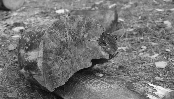 13000年前,大火可能导致了大型动物的大规模灭绝 13000年前,大火可能导致了大型动物的大规模灭绝