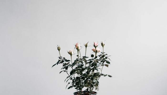 Al Wakrah市公布了世界上最大的自然插花 Al Wakrah市公布了世界上最大的自然插花