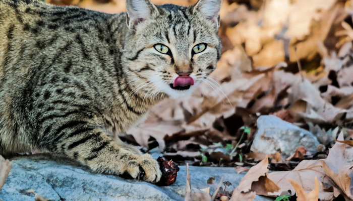 他们带着一只狗,把门敲开了为什么北卡罗来纳警方说他们没有做错什么 他们带着一只狗,把门敲开了为什么北卡罗来纳警方说他们没有做错什么