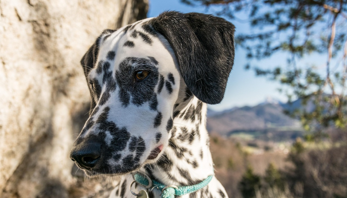 家人仍然希望找到失踪的乌龟
