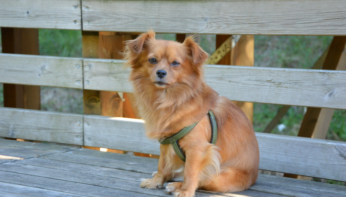 分享实测“哈狗游戏开挂辅助软件!详细分享装挂步骤 分享实测“哈狗游戏开挂辅助软件!详细分享装挂步骤