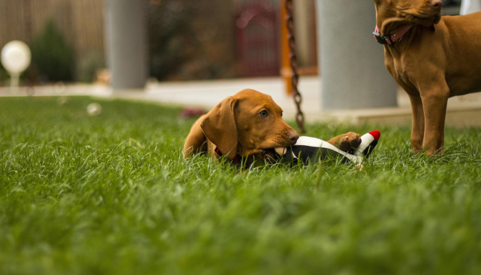 分享实测“哈狗游戏开挂辅助软件!详细分享装挂步骤 分享实测“哈狗游戏开挂辅助软件!详细分享装挂步骤