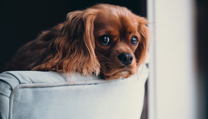 在博尔德开放空间,一只熊在科罗拉多野生动物摄像机上自拍了400张 在博尔德开放空间,一只熊在科罗拉多野生动物摄像机上自拍了400张