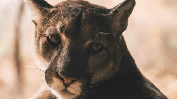 诺贝尔化学奖授予三位科学家，以表彰他们对微小量子点的研究