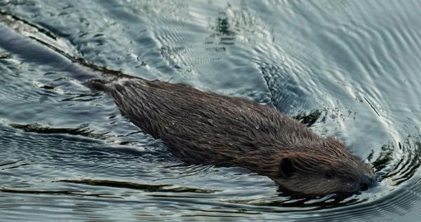 加州计划利用海狸来帮助解决水和野火问题
