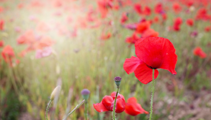 喀麦隆年轻妇女草药工作科学奖 喀麦隆年轻妇女草药工作科学奖