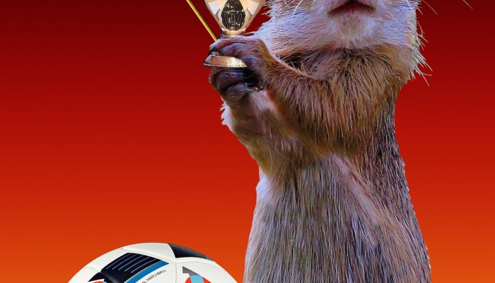 在克鲁格国家公园,一只老鹰把高尔夫球当成了蛋 在克鲁格国家公园,一只老鹰把高尔夫球当成了蛋