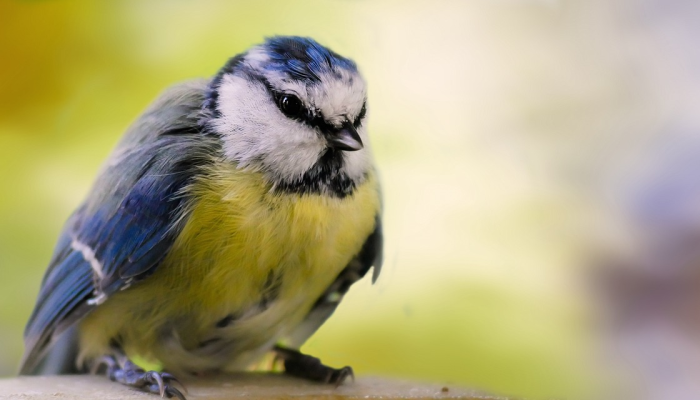 分享实测“新青鸟拼三张开挂!专业师傅带你一起了解(确实有挂) 分享实测“新青鸟拼三张开挂!专业师傅带你一起了解(确实有挂)