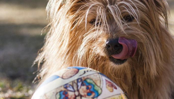 分享实测“哈狗游戏开挂辅助软件”其实确实有挂 分享实测“哈狗游戏开挂辅助软件”其实确实有挂