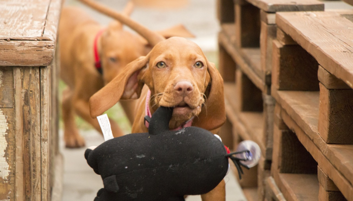 玩家辅助神器:“全民牛牛透视脚本”其实确实有挂 玩家辅助神器:“全民牛牛透视脚本”其实确实有挂
