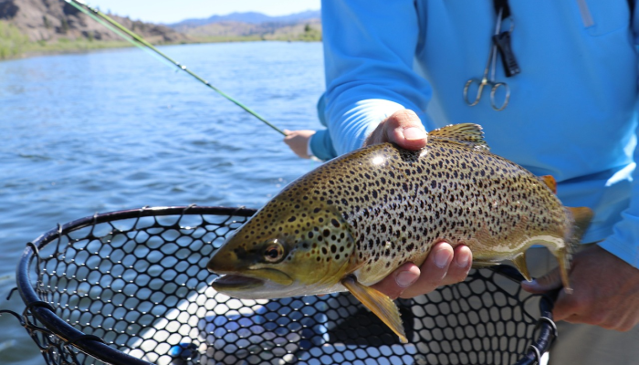 推荐一款“中至窝龙6人有什么技巧!专业师傅带你一起了解(确实有挂) 推荐一款“中至窝龙6人有什么技巧!专业师傅带你一起了解(确实有挂)