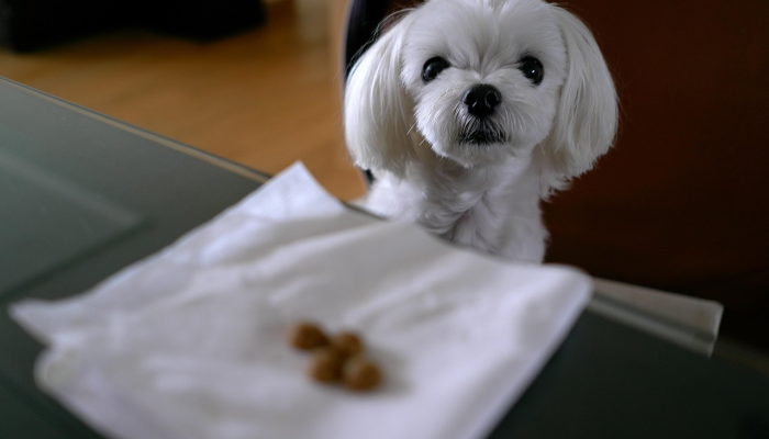 马耳他成立野生动物康复中心 马耳他成立野生动物康复中心