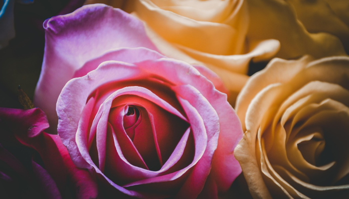 《漂白剂：千年血战》预告片预告了乌龙的新战斗场景