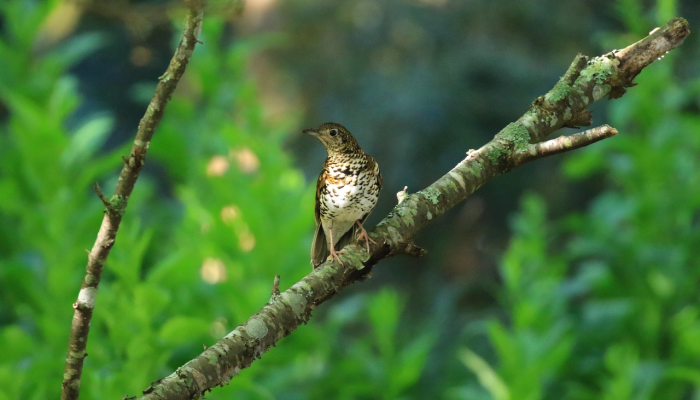 由于在化石蓝藻中发现了最古老的类囊体,光合作用的进化得到了更好的记录 由于在化石蓝藻中发现了最古老的类囊体,光合作用的进化得到了更好的记录