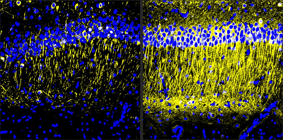 实测辅助“新世界炸金花买挂!详细分享装挂步骤 实测辅助“新世界炸金花买挂!详细分享装挂步骤