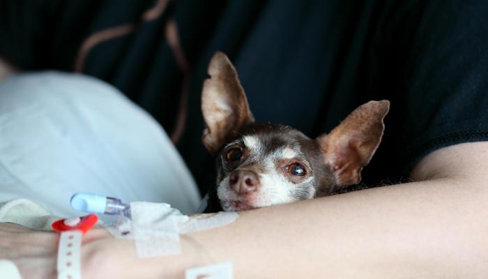 美联社前25名:乔治亚州稳居第一,奥巴马跌至第十 美联社前25名:乔治亚州稳居第一,奥巴马跌至第十