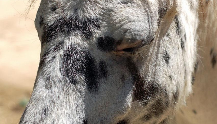一只名叫魔力的狗被发现头部中枪现在这个“可爱的男孩”几个月后就被收养了 一只名叫魔力的狗被发现头部中枪现在这个“可爱的男孩”几个月后就被收养了