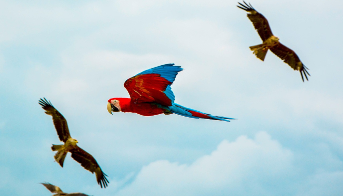 辅助神器“新青鸟拼三张开挂”(原来确实是有挂) 辅助神器“新青鸟拼三张开挂”(原来确实是有挂)