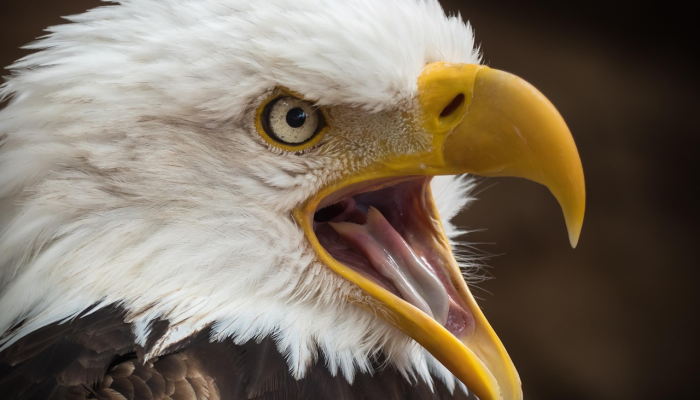 玩家必看教程“鸿狐大厅透视挂免费下载!详细分享装挂步骤