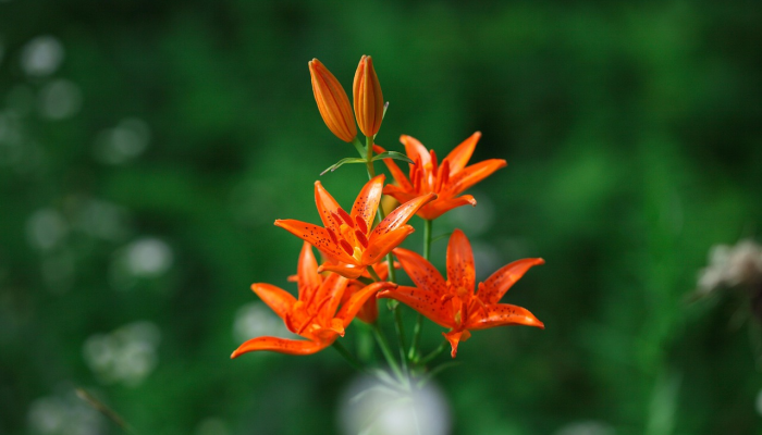 邻居承认砍倒了一名女子私家花园的树,让她勃然大怒 邻居承认砍倒了一名女子私家花园的树,让她勃然大怒